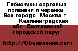 Гибискусы сортовые, прививки и черенки - Все города, Москва г.  »    . Калининградская обл.,Светловский городской округ 